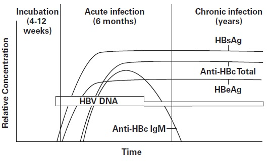 Hepatitis B viral antigens and antibodies detectable in the blood of a  chronically infected person